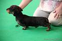 Crufts2011_2 571